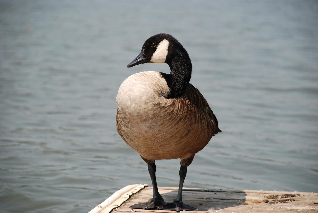 Canada Goose - Different Types of Water Birds in Missouri 
