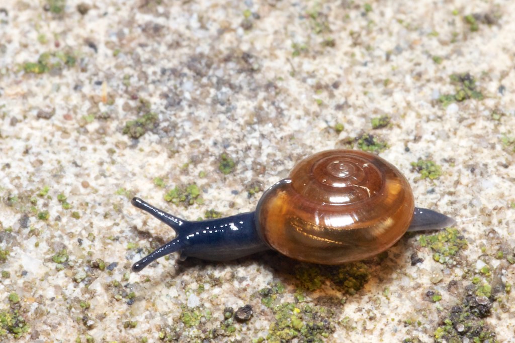 Cellar Glass Snail