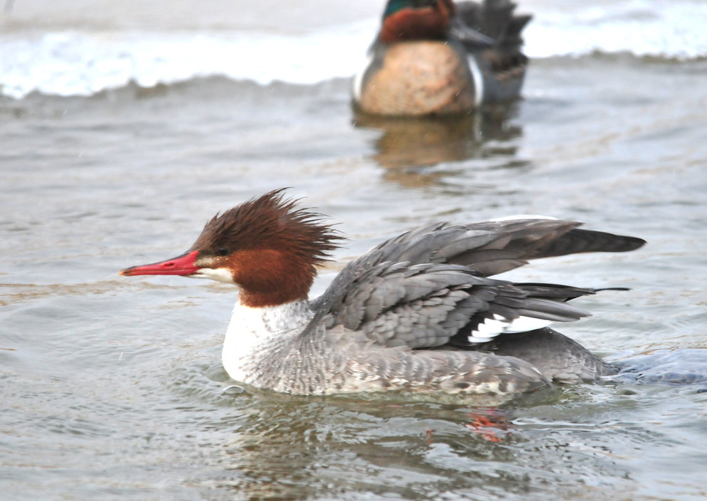 Common Merganser