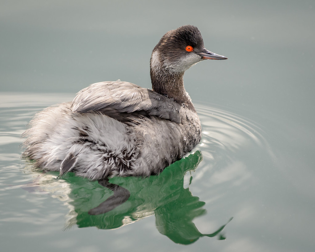 Eared Grebe