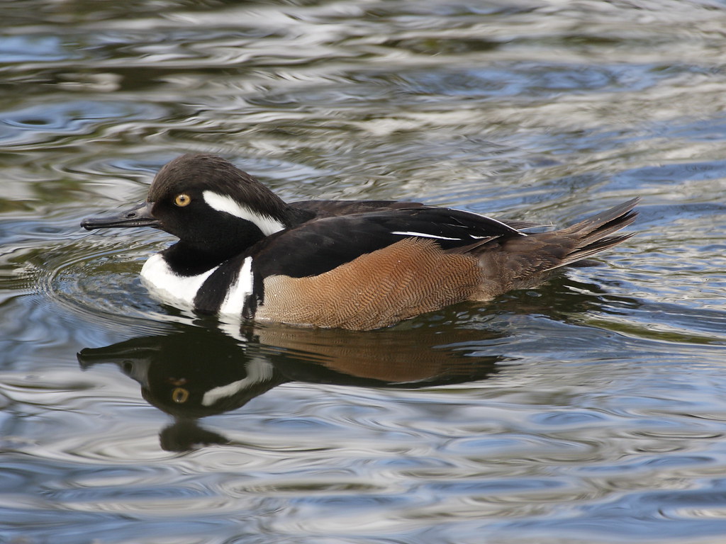 Hooded Merganser 