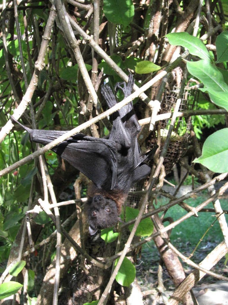 Little Mariana Fruit Bat
