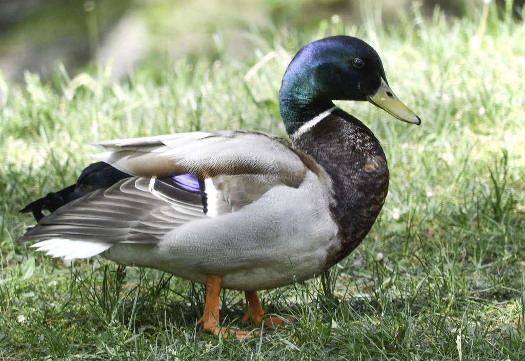 Mallard 