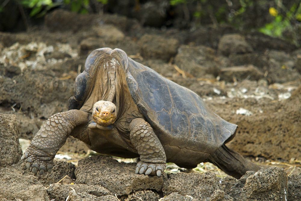 Pinta Giant Tortoise