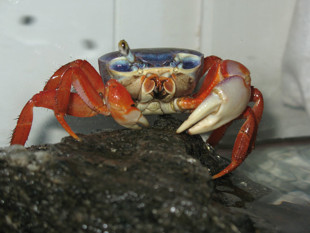 Rainbow Land Crab