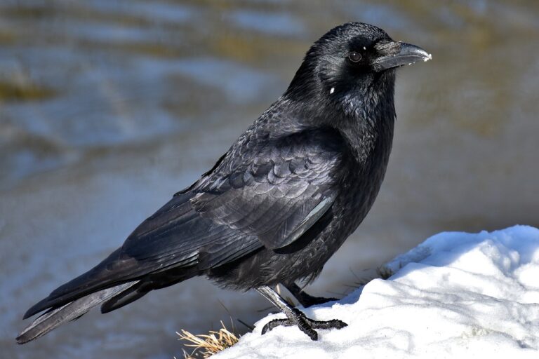 9 Different Species of Ravens You Should Know