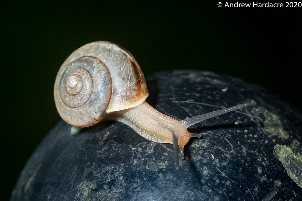 Tramp Snail