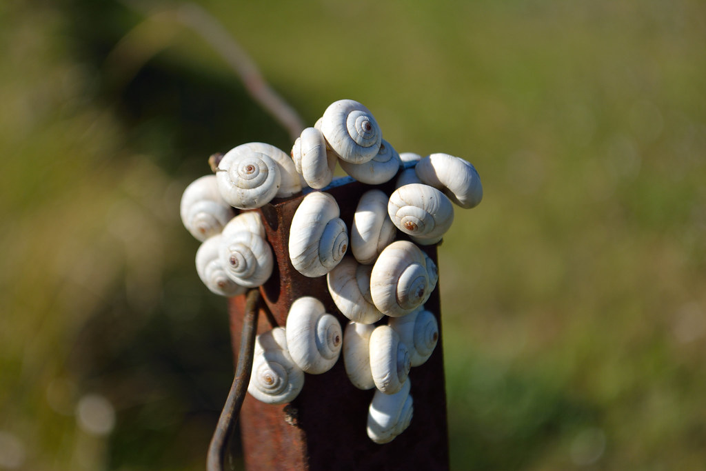 White Garden Snail