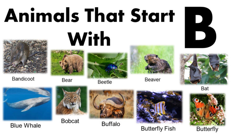Interesting Animals That Start With the Letter B