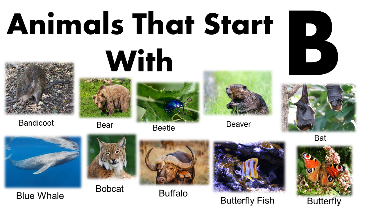 Animals That Start With B