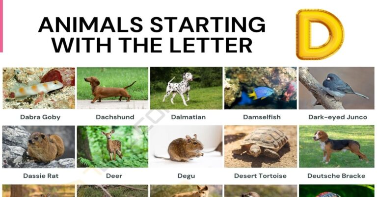 20 Animals That Start With the Letter D
