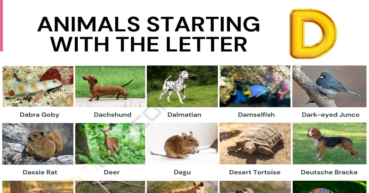 Animals That Start With D