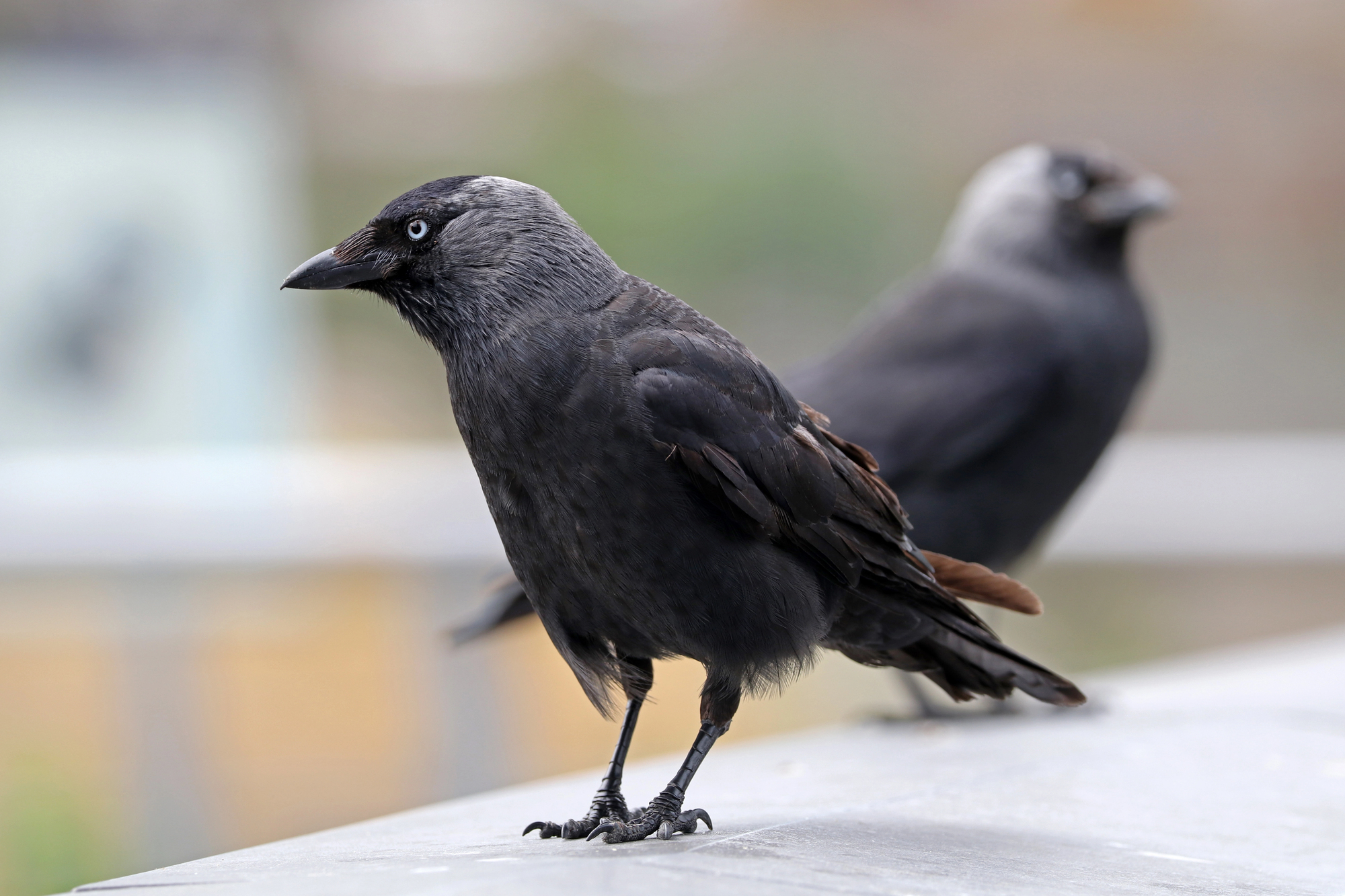 Different Types of Jackdaws
