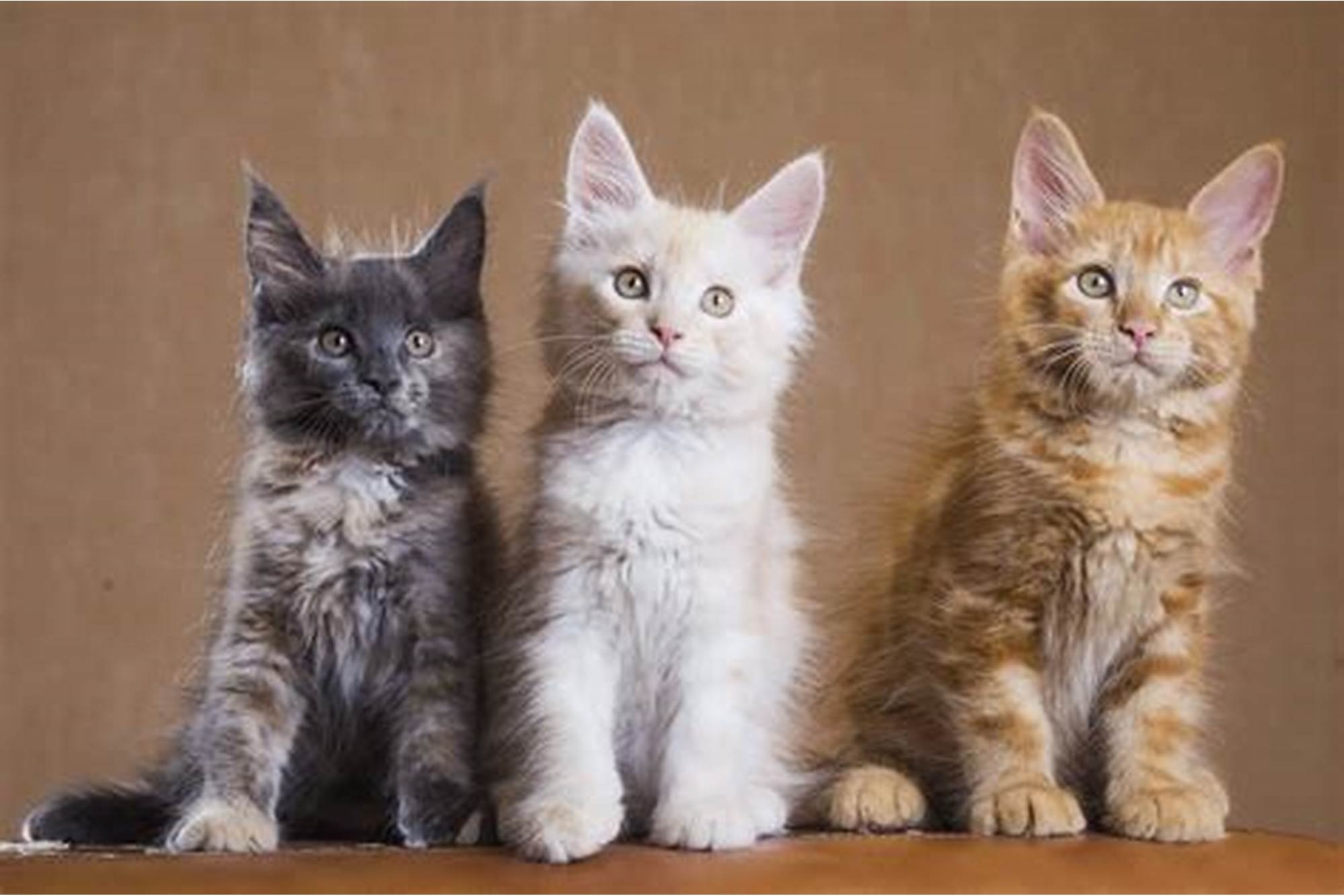 Maine Coon Cat Colors