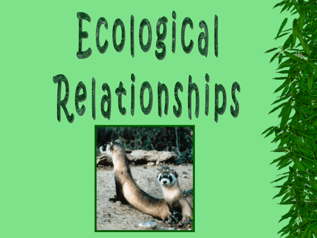 Different Types of Ecological Relationships