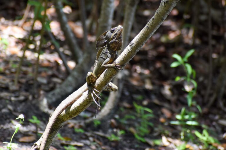 11 Types of Lizards Found Across North Carolina