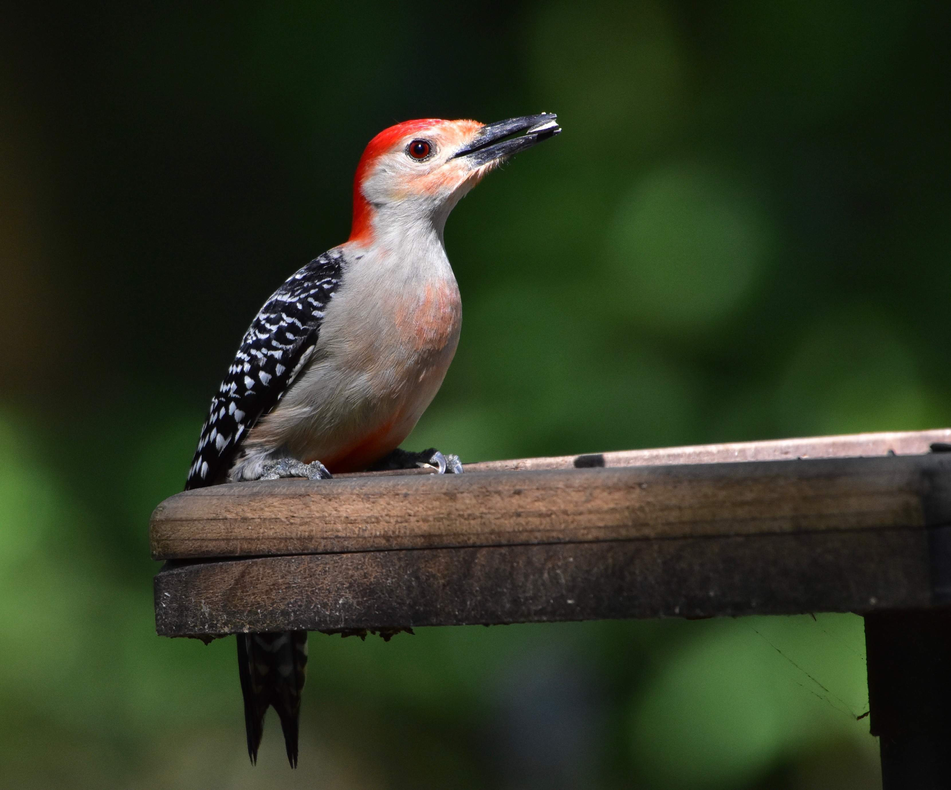 Red-Bellied Woodpecker
