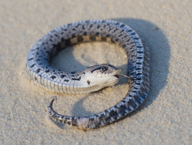 9 Snakes That Play Dead to Fool Predators 😂