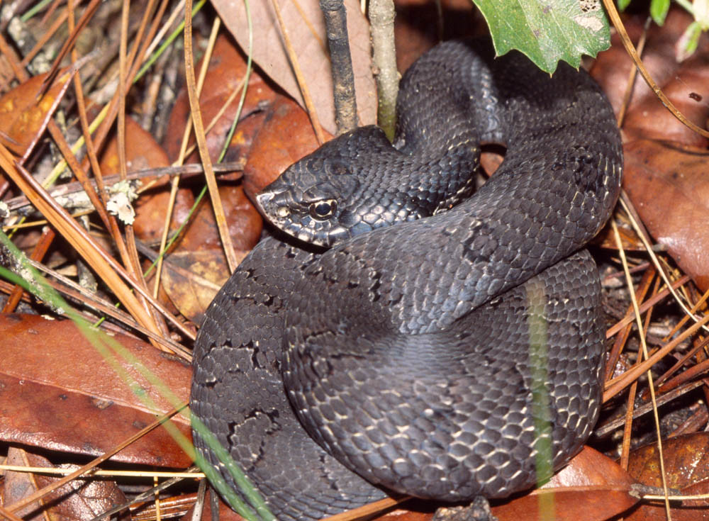Eastern Hognose Snake