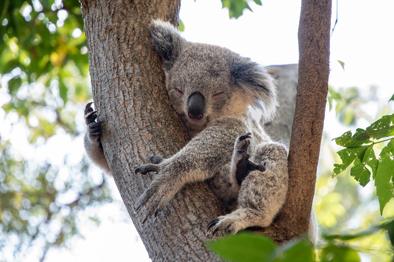 Facts About Koalas