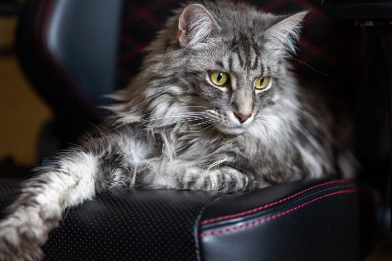 15 Facts About Maine Coon Cats