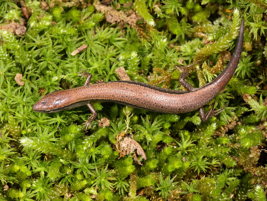 Ground Skink