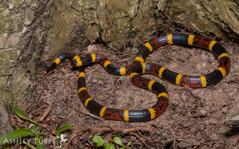 7 Facts About the Texas Coral Snake
