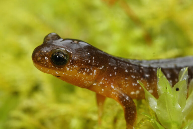 Salamanders of Illinois: 20 Species You Should Know