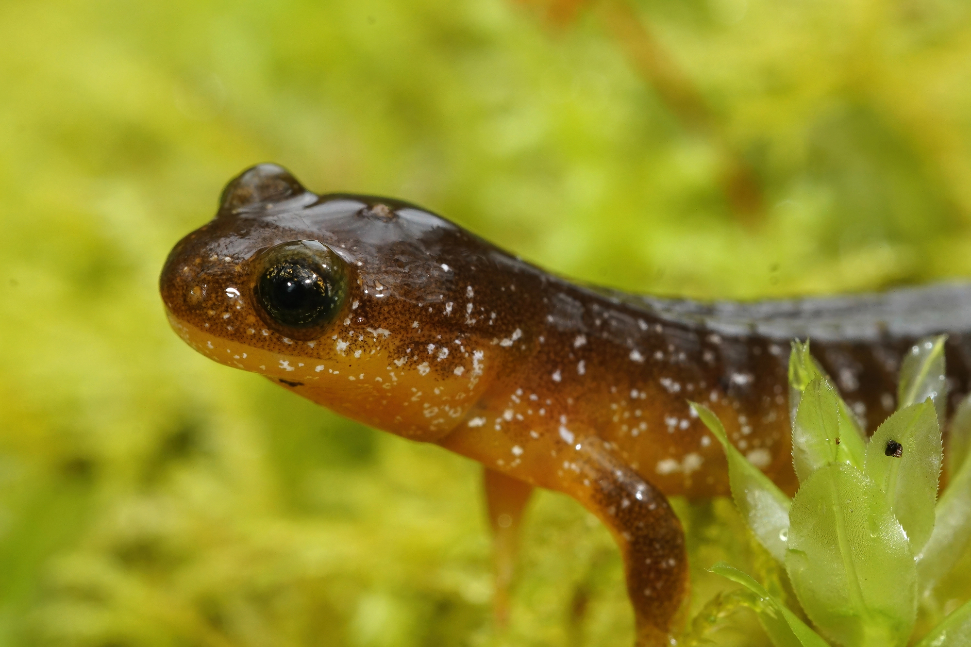 types of salamanders in illinois