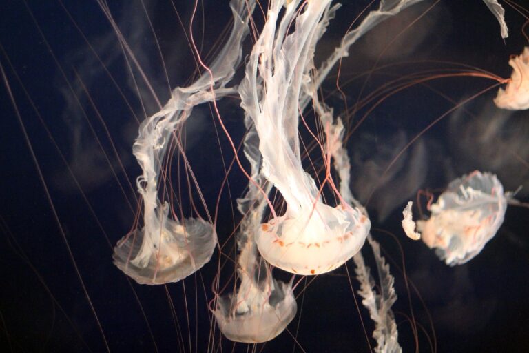 What Do Jellyfish Eat?