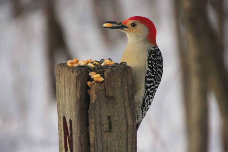 8 Woodpeckers You Can Spot in Georgia