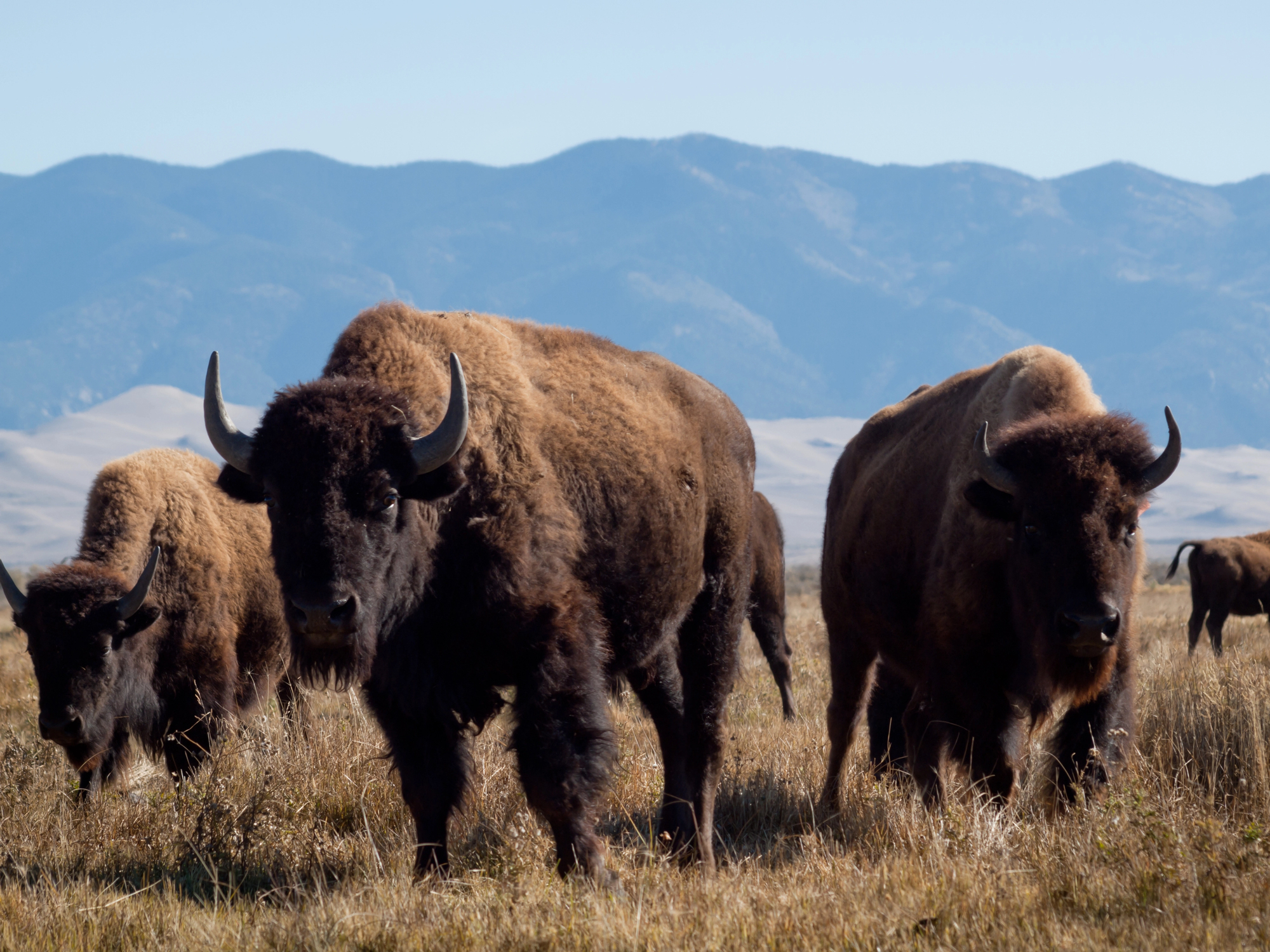 American Bison