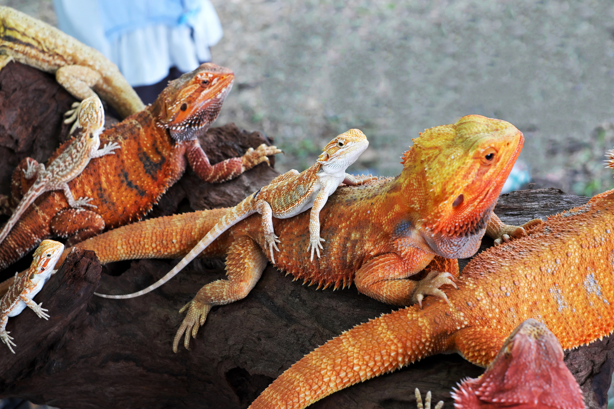 Bearded Dragons