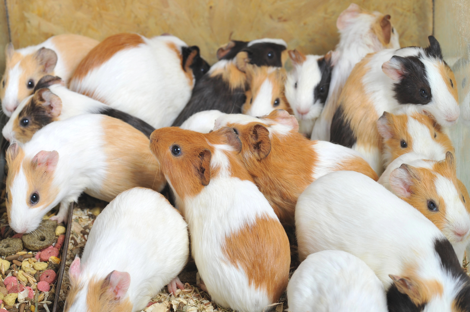 Guinea Pigs