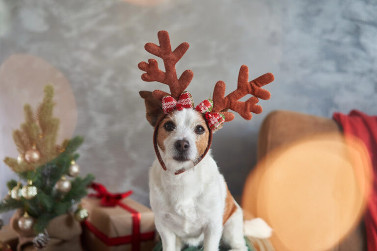 Pet-Friendly Christmas Events in Alaska
