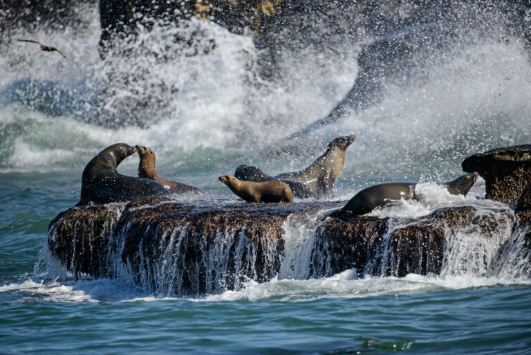 9 Poisonous Animals You’ll Find in California