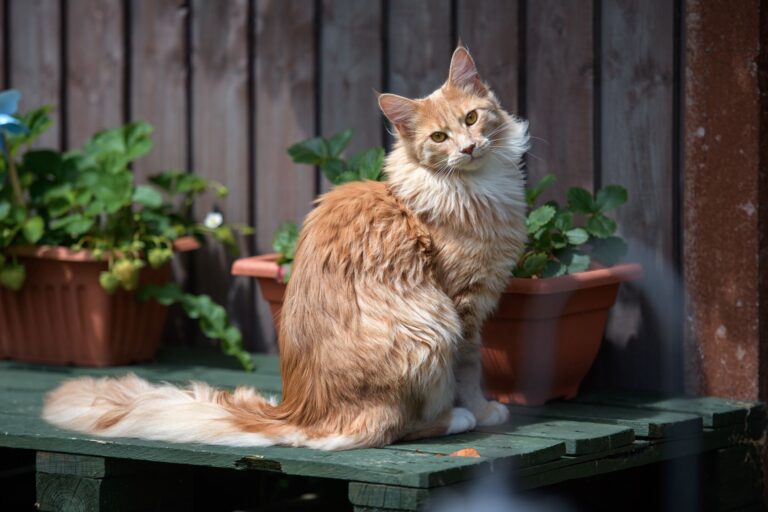The 10 Most Popular Cat Breeds in New York