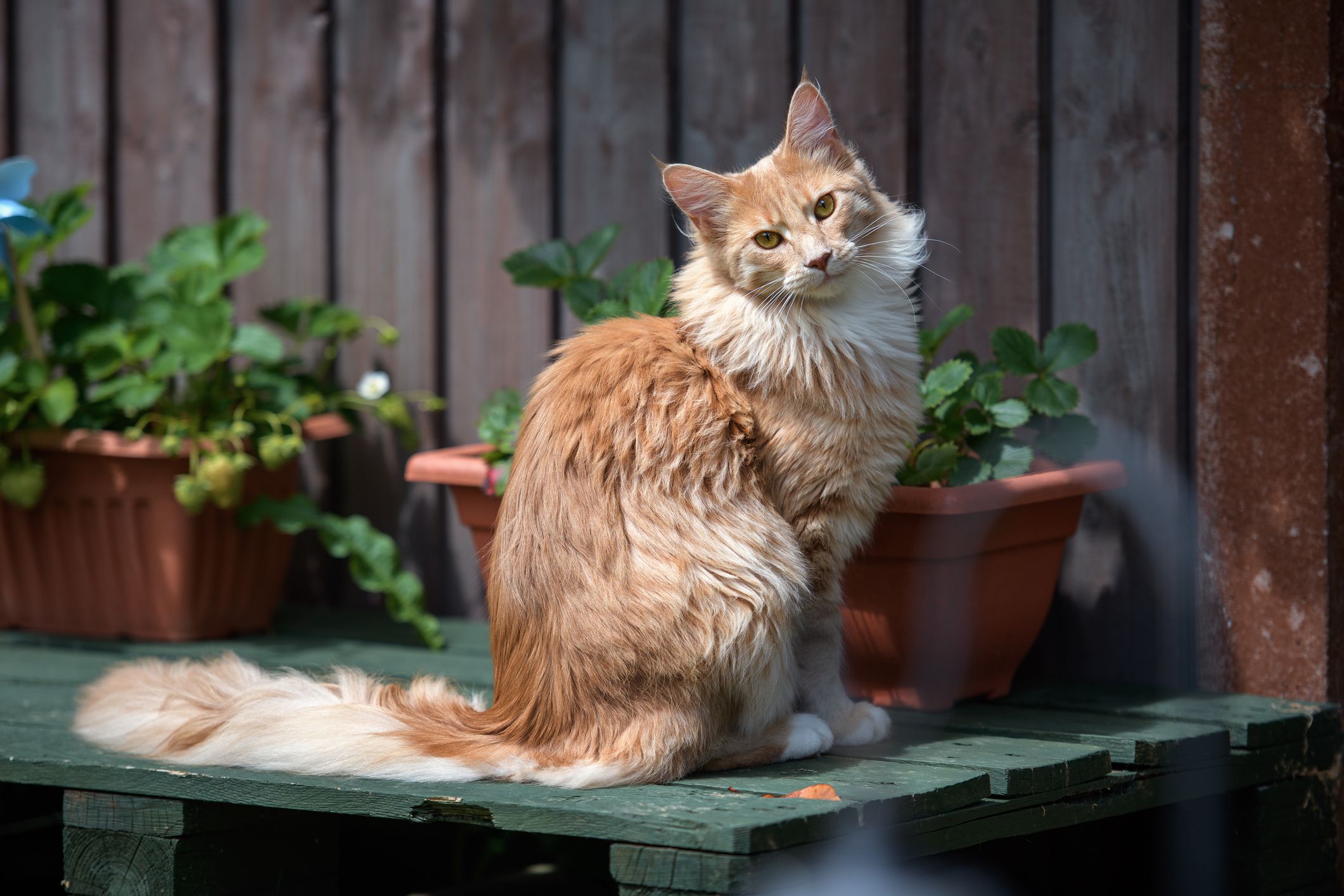 Popular Cat Breeds in New York