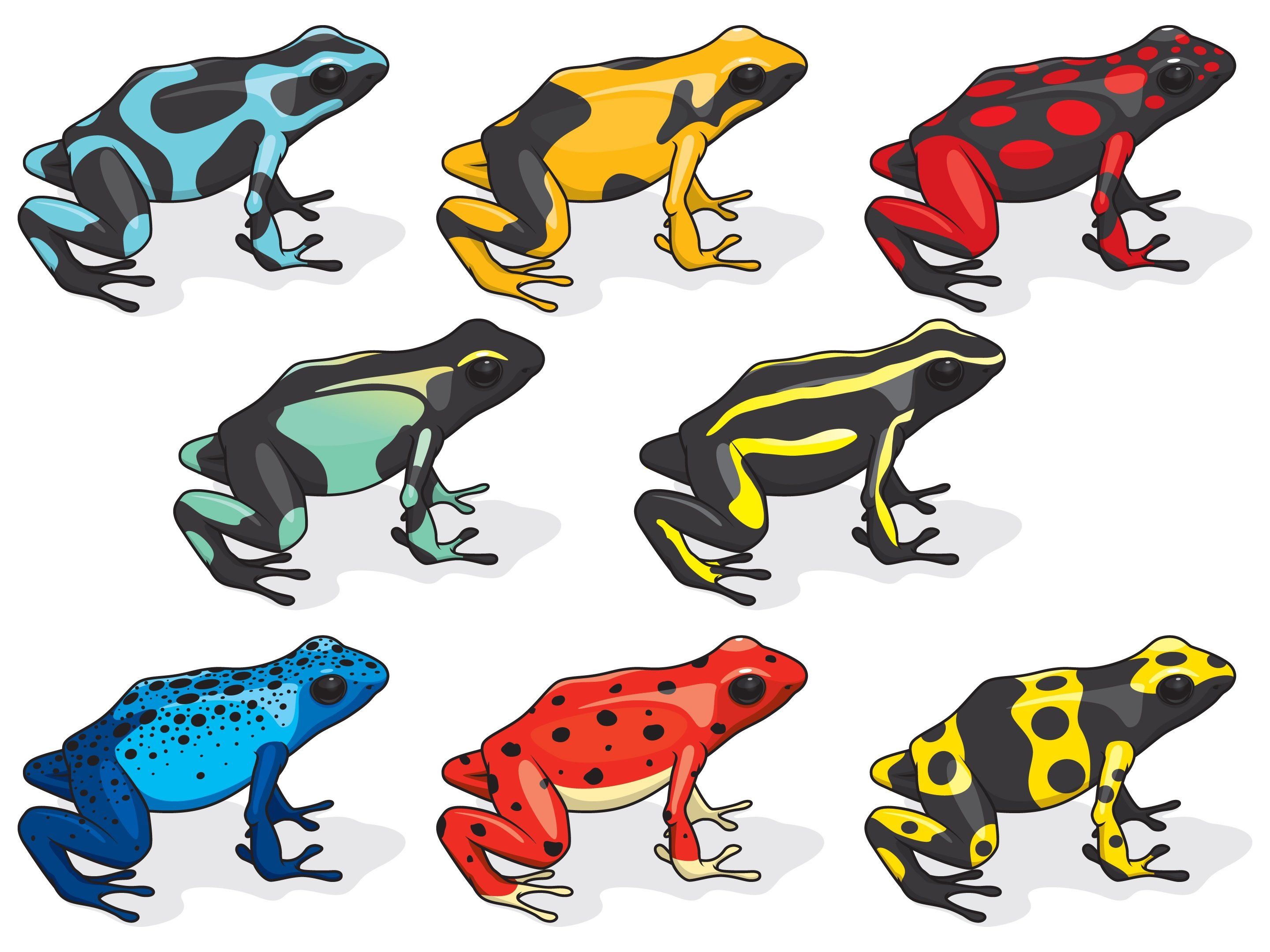 Popular Colors of Poison Dart Frog
