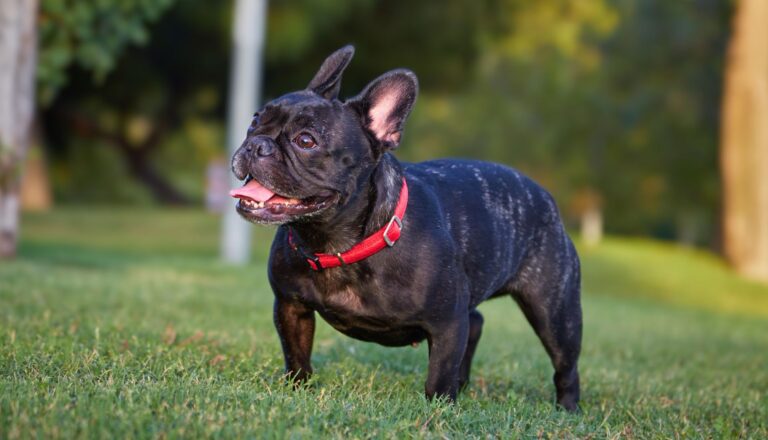 10 Popular Dog Breeds in California