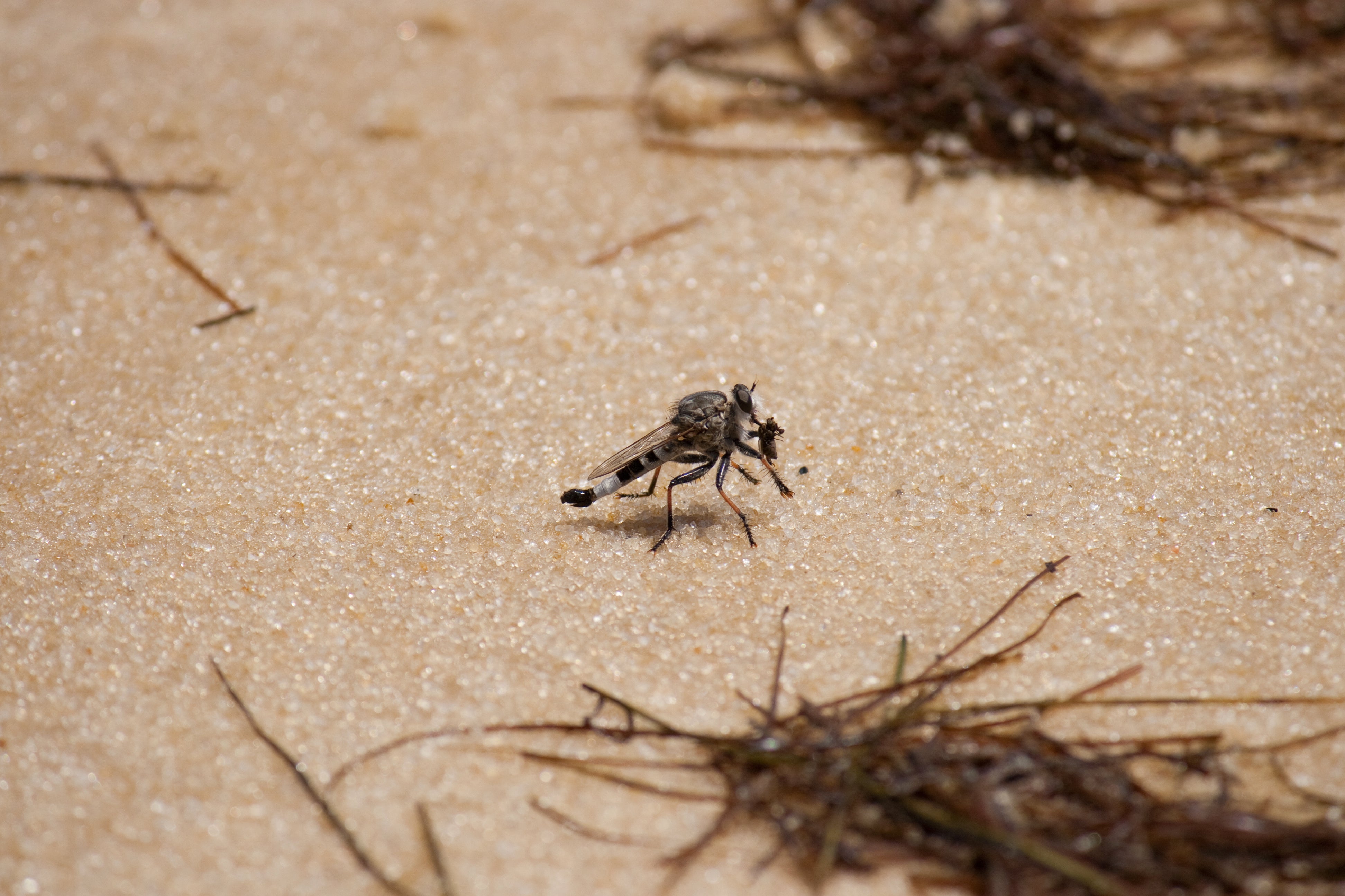 Sand Flies