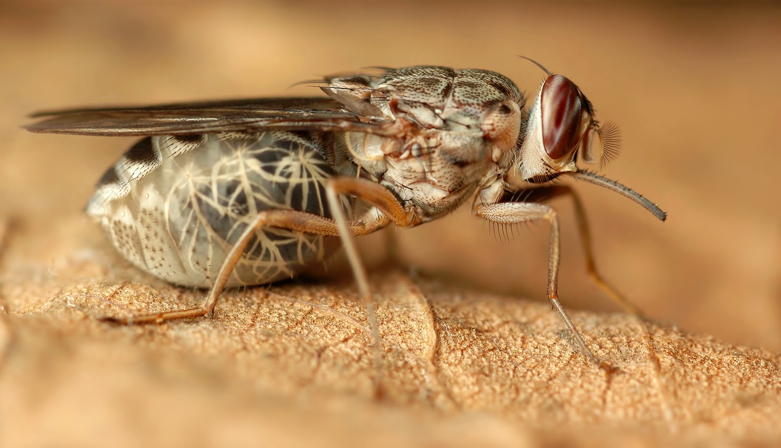 Tsetse Flies