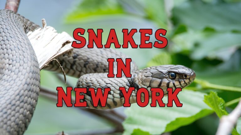 A Guide to 17 Different Types of Snakes in New York