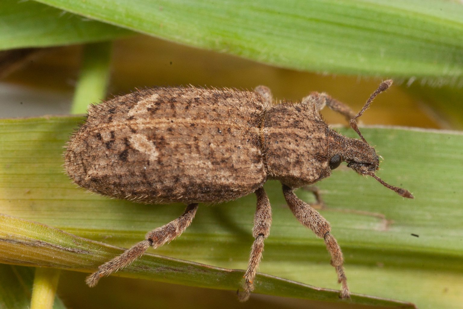 Vegetable Weevil