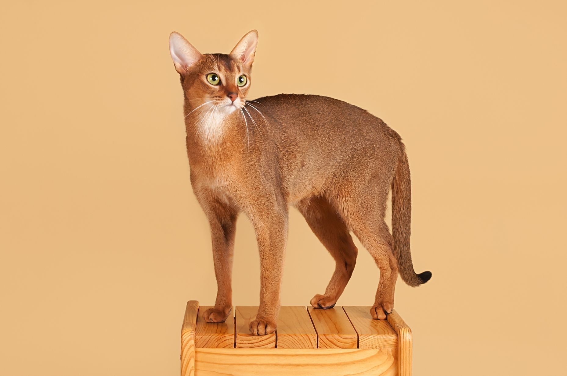 Abyssinian
