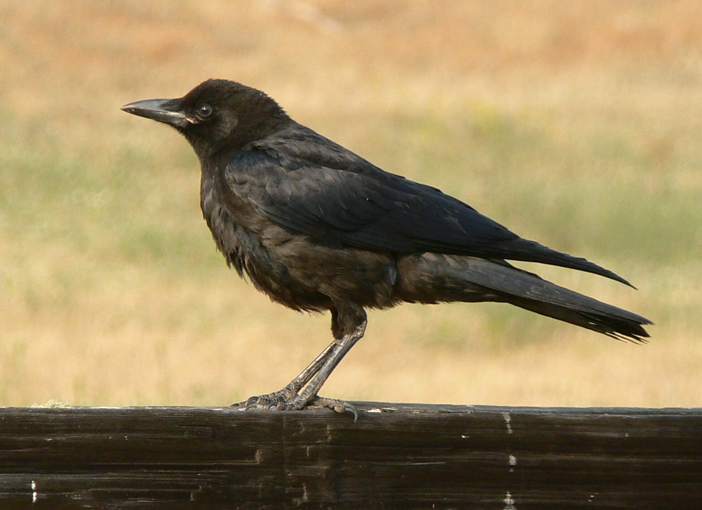 American Crow
