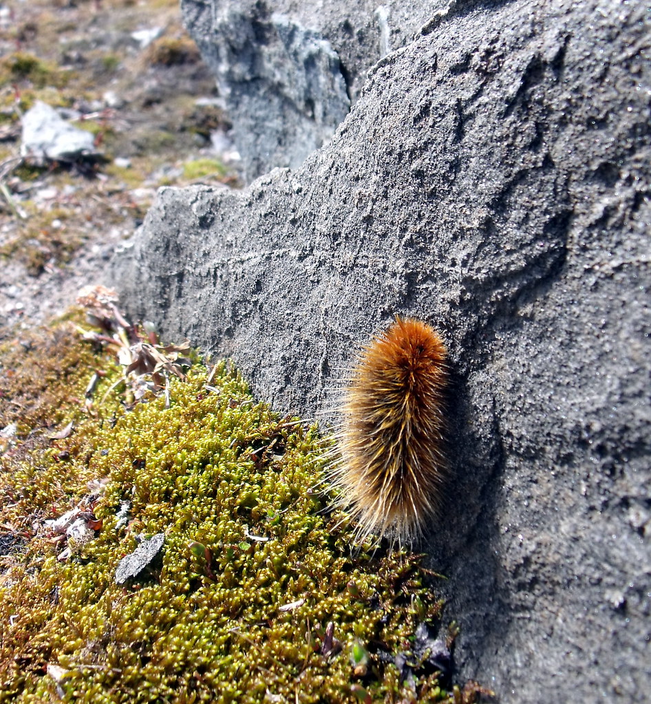 Arctic Woolly Bear Caterpillar