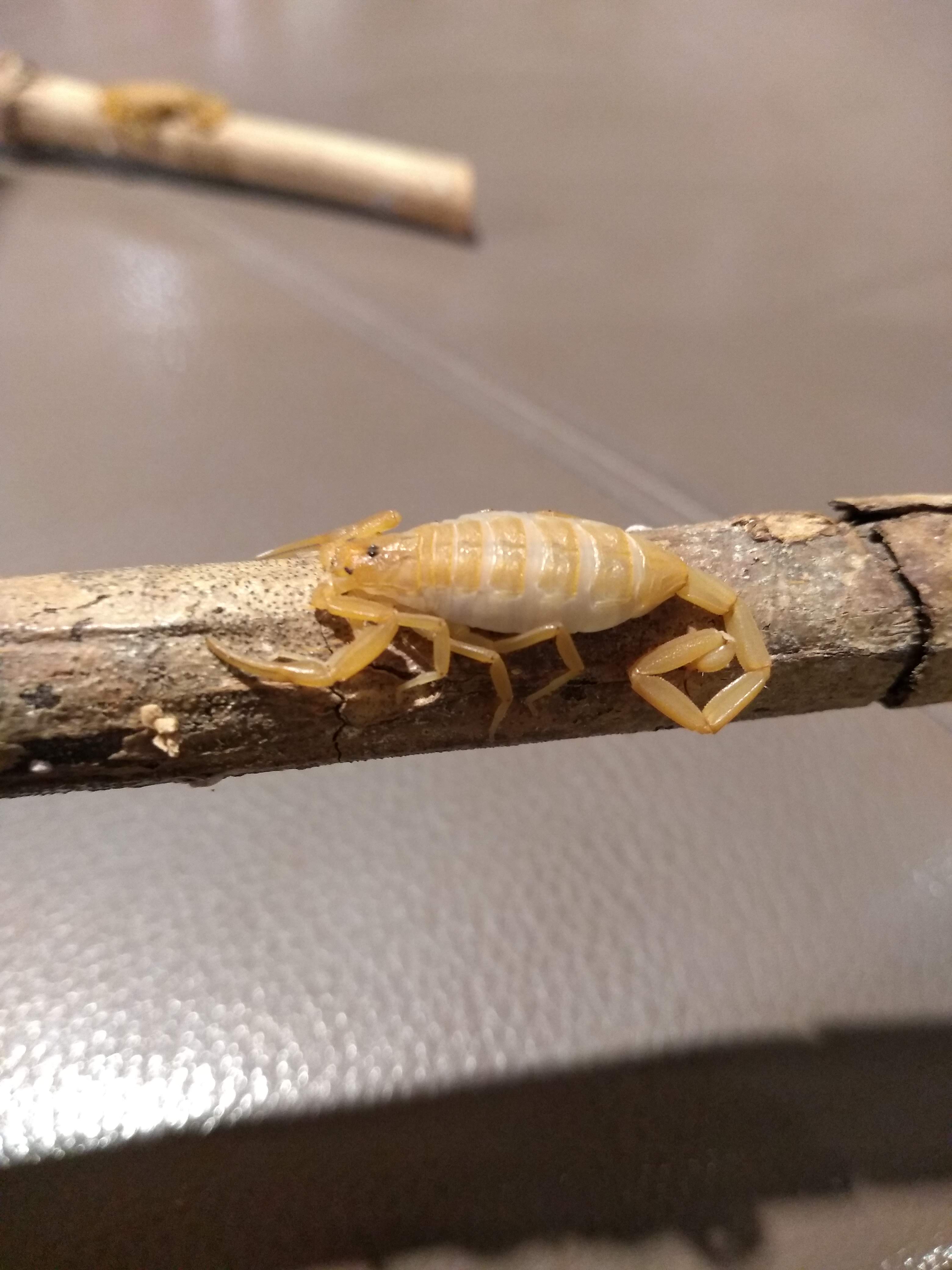Arizona Bark Scorpion