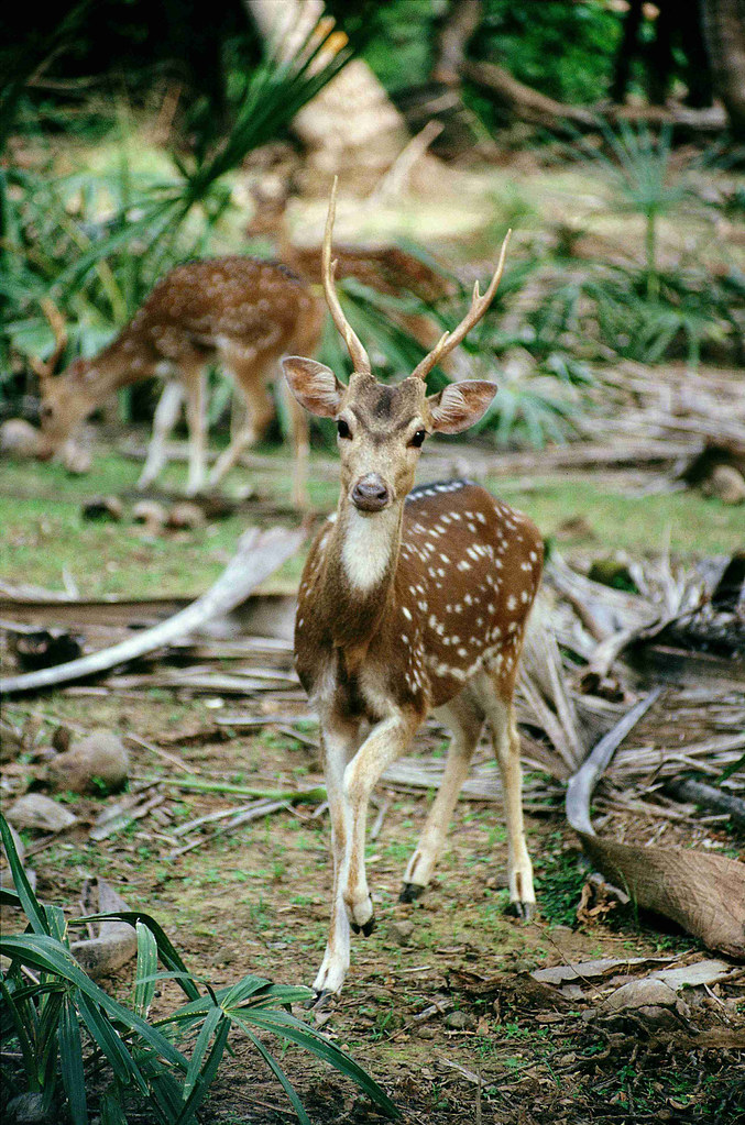 Axis Deer