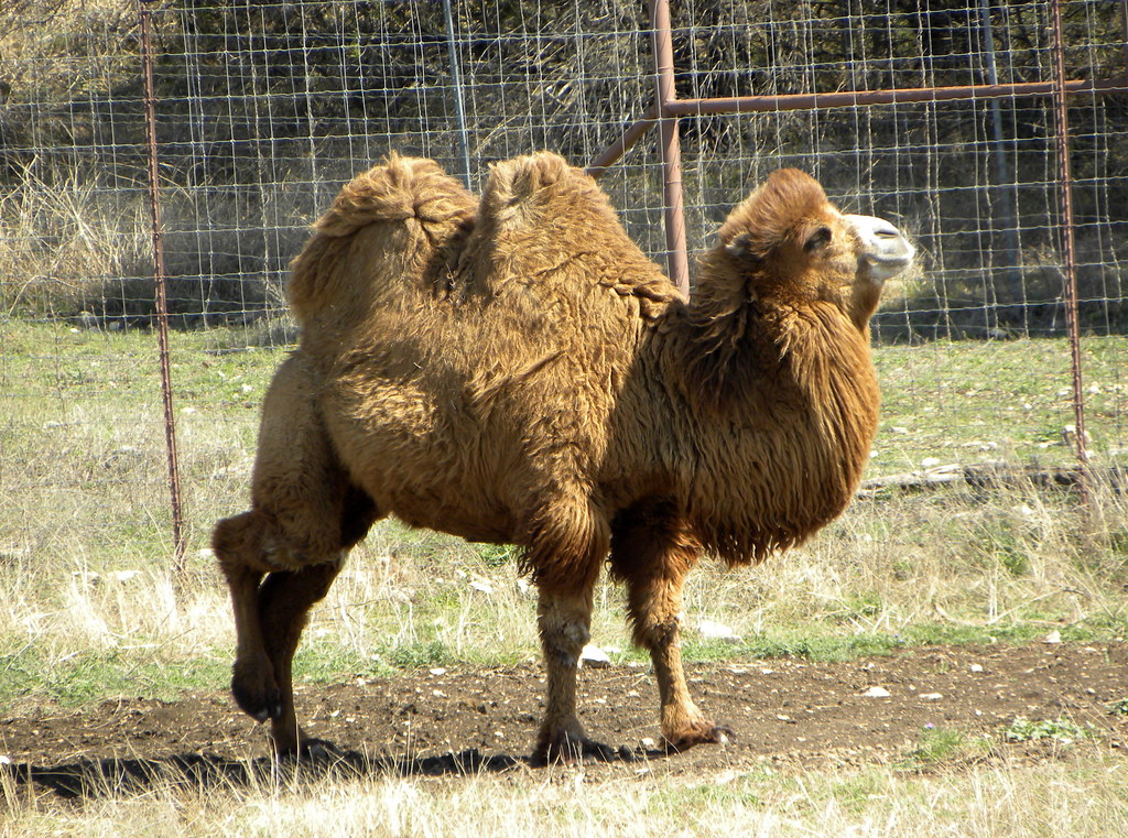 Bactrian Camel